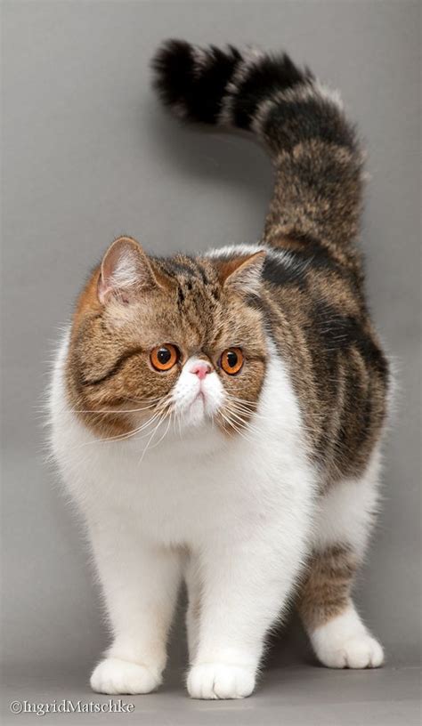 14+ Exotic Shorthair Cat Breeds - Furry Kittens