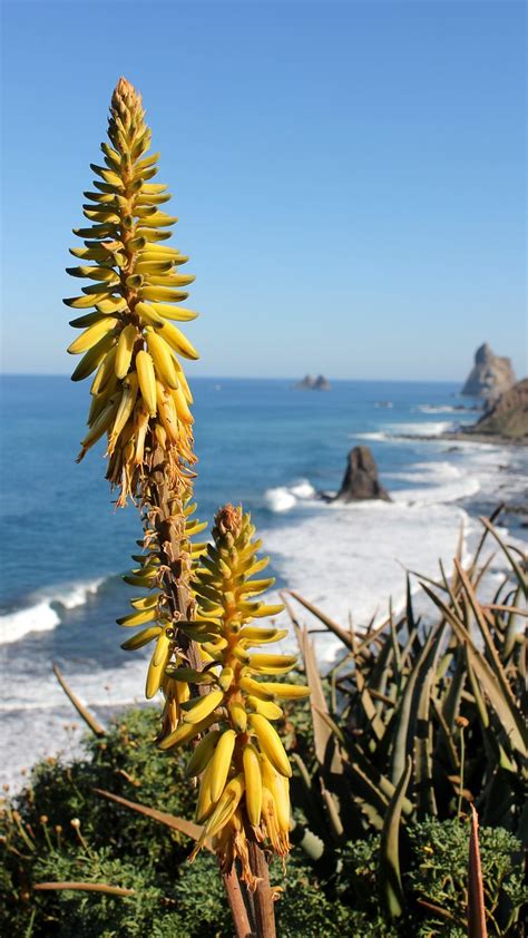 Flora y Fauna de las Islas Canarias: [Características y Ejemplos]