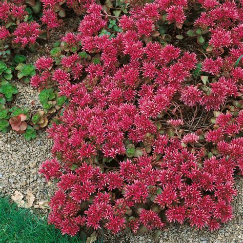 Red Sedum Seeds For Planting - Sedum Summer Stonecrop Ground Cover Seed