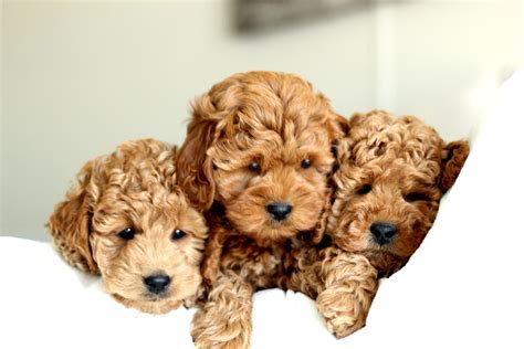 Golden River Puppies - Miniature Goldendoodle Puppy