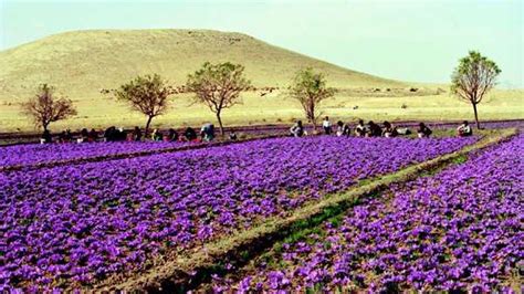 Saffron – the facts about the world’s most expensive spice - The Silk ...