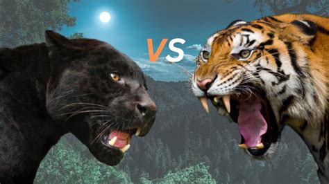 Black Panther VS Tiger- Black Jaguar Leopard VS Tiger Fight. - YouTube