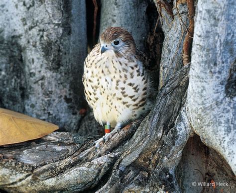 Mauritius Kestrel (Falco punctatus) in Explore Raptors: Facts, habitat ...