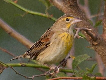 Dickcissel, Identification, All About Birds - Cornell Lab of Ornithology