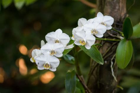 Tropical Rainforest Orchids | Skyrail