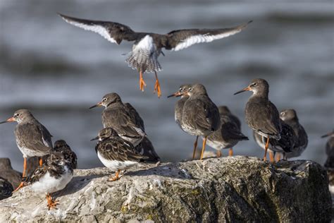 How to Photograph Turnstones - Nature TTL