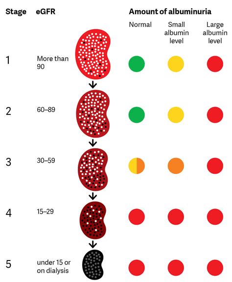 Stages Of Kidney Disease Kidney Health Australia – NBKomputer