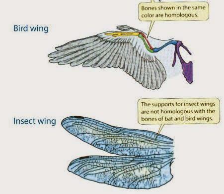 Love, Peace and Evolution : Homologous / Analogous Traits