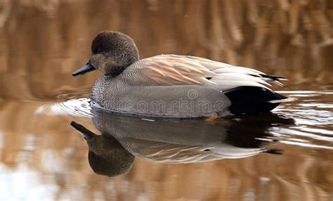 Winter Duck on a Lost Lagoon Stock Photo - Image of british, feathers ...