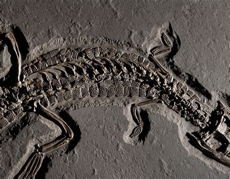 A VERY LARGE FOSSIL CROCODILE , GERMANY | Christie's