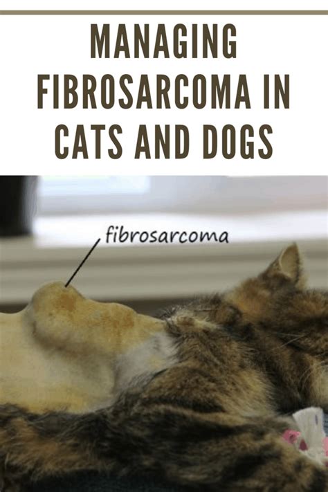 Managing Fibrosarcoma In Cats And Dogs • Mom's Memo