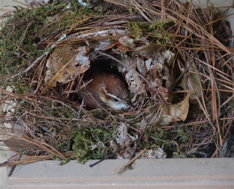 Carolina Wren Facts, Habitat, Diet, Life Cycle, Baby, Pictures