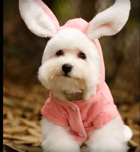 The Cutest Dogs Who Think They Are The Easter Bunny - Dog Fancast