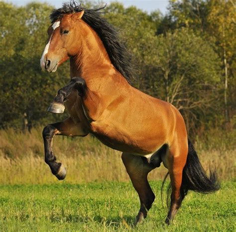 Mustang Horse Breed Information, History, Videos, Pictures