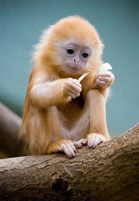 Golden lion tamarin baby (Leontopithecus rosalia), also known as the ...