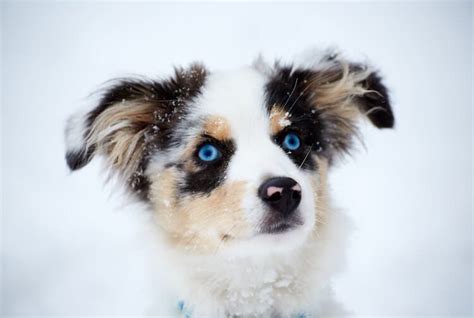 55+ Border Collie And Australian Shepherd Mix Puppies For Sale Image ...