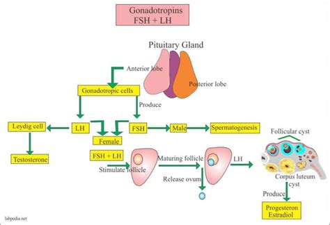 Luteinizing Hormone (LH), Lutropin - Labpedia.net