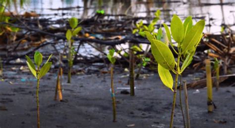 Consumer goods company restores nature through mangrove planting