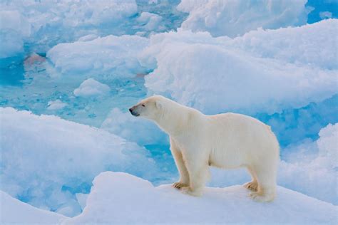 An Awesome Sighting of Polar Bears in Arctic Canada – Vacay Network