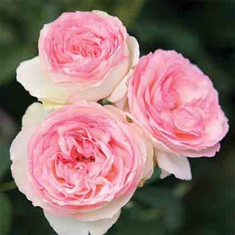 Rose, Climbing, Eden®, Climbing Roses: Edmunds' Roses