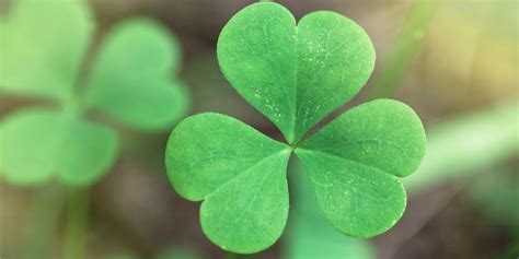 Irish Clovers