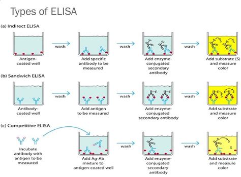 Enzyme Linked Immunosorbent Assay Principle Types And | Free Nude Porn ...