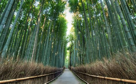 Forest bathing: The Japanese roots of the latest wellness therapy | The ...