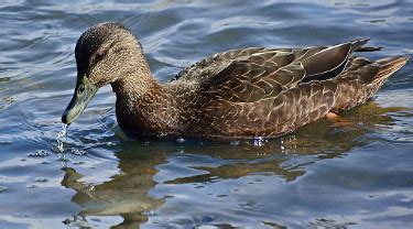 American Black Duck - Photo, facts, and identification tips