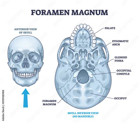 Foramen magnum skeletal bone hole in human skull anatomy outline ...