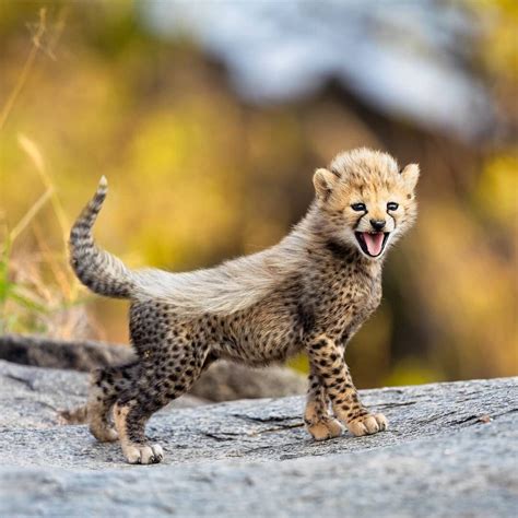 37 Fresh Pics Packed To The Brim With Cool | African animals, Cute ...