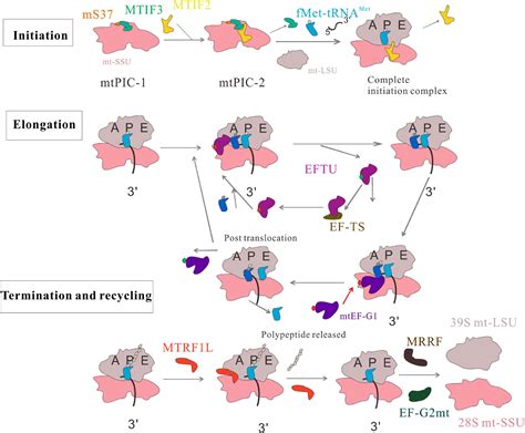 Frontiers | Mitochondrial Protein Translation: Emerging Roles and ...