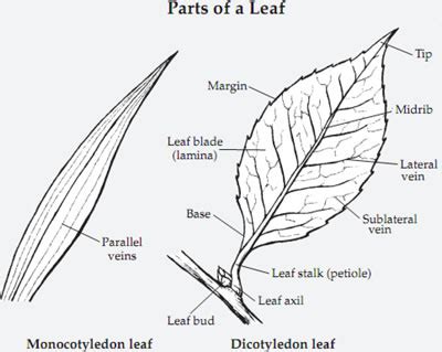 Plant Life: Leaf Anatomy