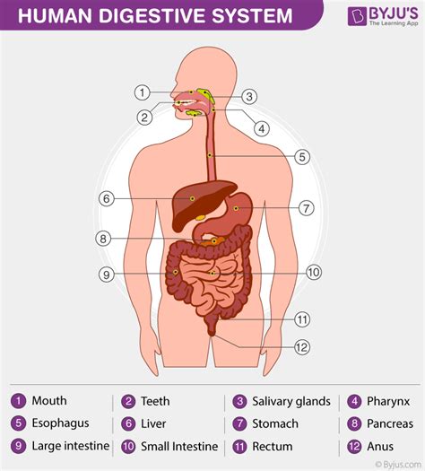 Human Digestive System - Parts Of Digestive System (2022)