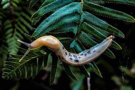 10 Slimy Facts About Banana Slugs