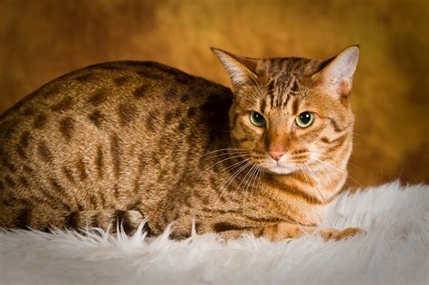 Top 10 best cat breeds in the world - Top 10