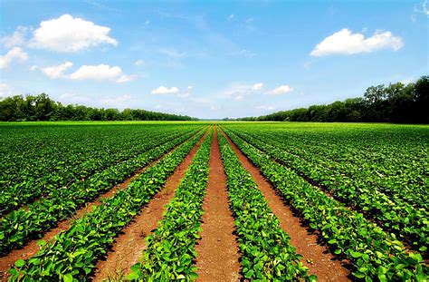 Agriculture Science scope and its fields | Agriculture photography ...