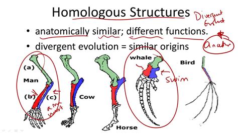 What Are Homologous Traits Provide An Example