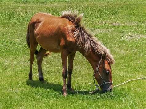 The 5 Smallest Horse Breeds