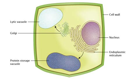 Vacuole In Plant Cell