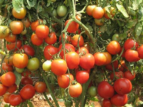 Tomato Seeds Selection Choose From List of Varieties or - Etsy