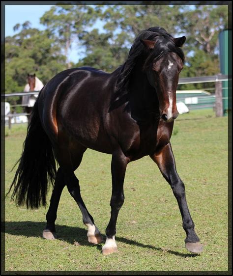 Waler (Australian Stock Horse) | Horses, Horse breeds, Different horse ...