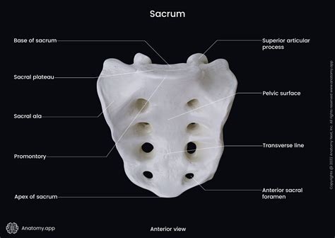 Sacrum Anatomy