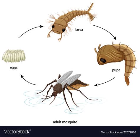 Diagram showing mosquito life cycle on white Vector Image