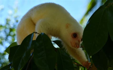 Grey and Spotted Cuscuses from Sima, Yaur, Nabire Regency, Papua ...