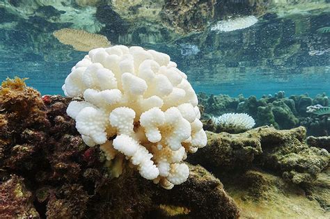 Scientists tackling crisis of coral bleaching - UB Now: News and views ...