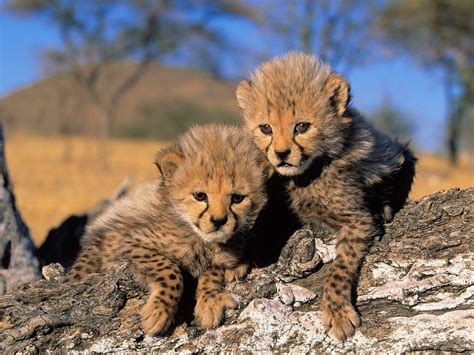 Cheetah Cubs Wallpapers - Wallpaper Cave