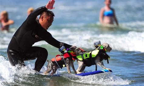 Huntington Beach Dog Surfing 2024 - Kitty Michele