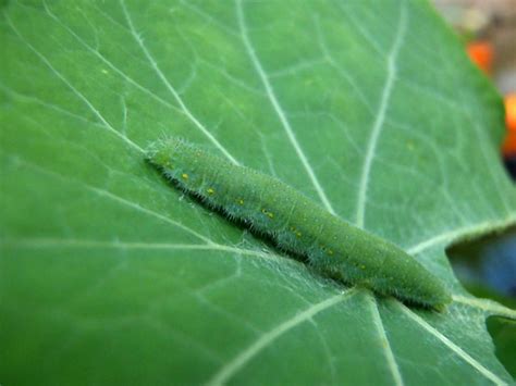 Caterpillar camouflage | Flickr - Photo Sharing!