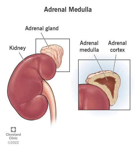 Adrenal Medulla: What It Is, Function & Diseases