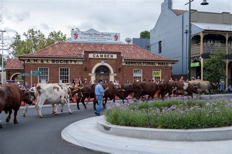 Camden Show…’Still a Country Show’ - District Gazette